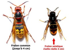 Agir tous ensemble contre la propagation du frelon asiatique