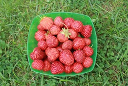 Ouverture de nouveaux potagers rue Gambetta