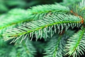 Collecte des sapins 2026