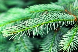 Collecte des sapins 2026